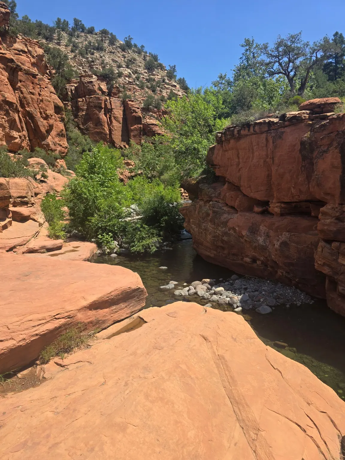 Red sandstone walls and Wet Beaver Creek in a green canyon